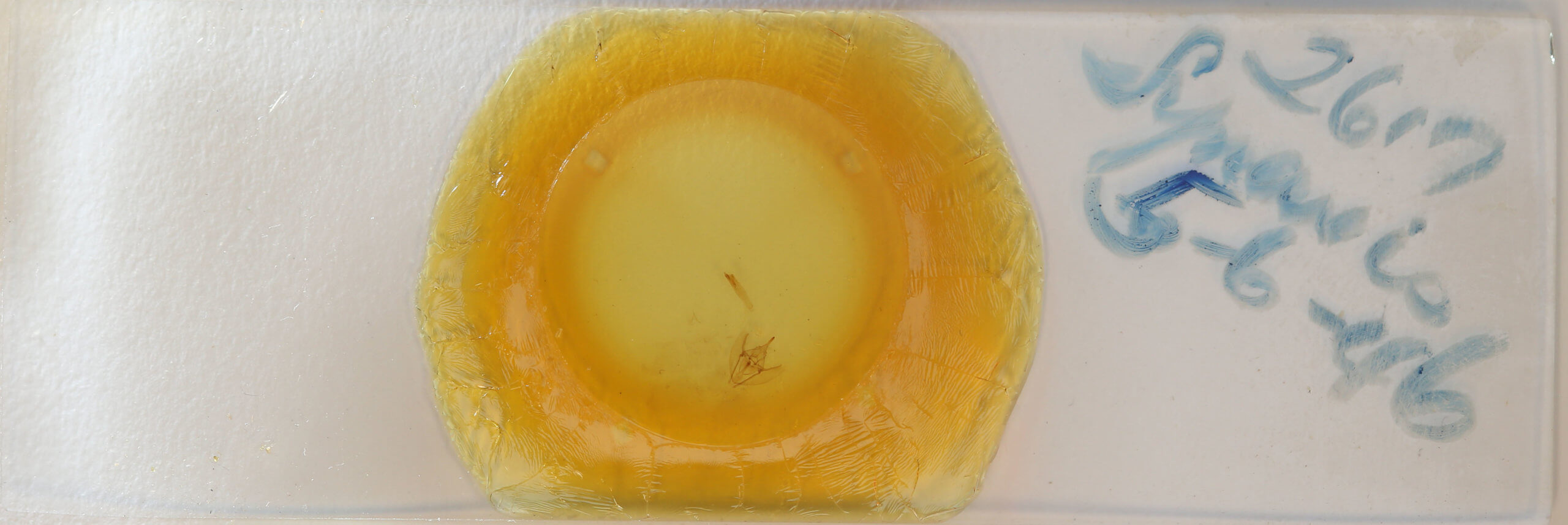 slide view of adult Tetracis