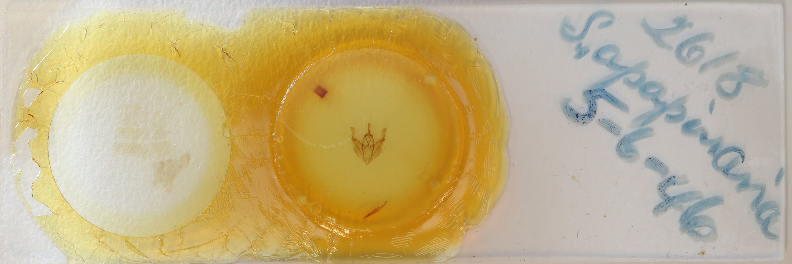 slide view of adult Pero radiosaria