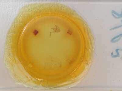 slide view of adult Tetracis formosa