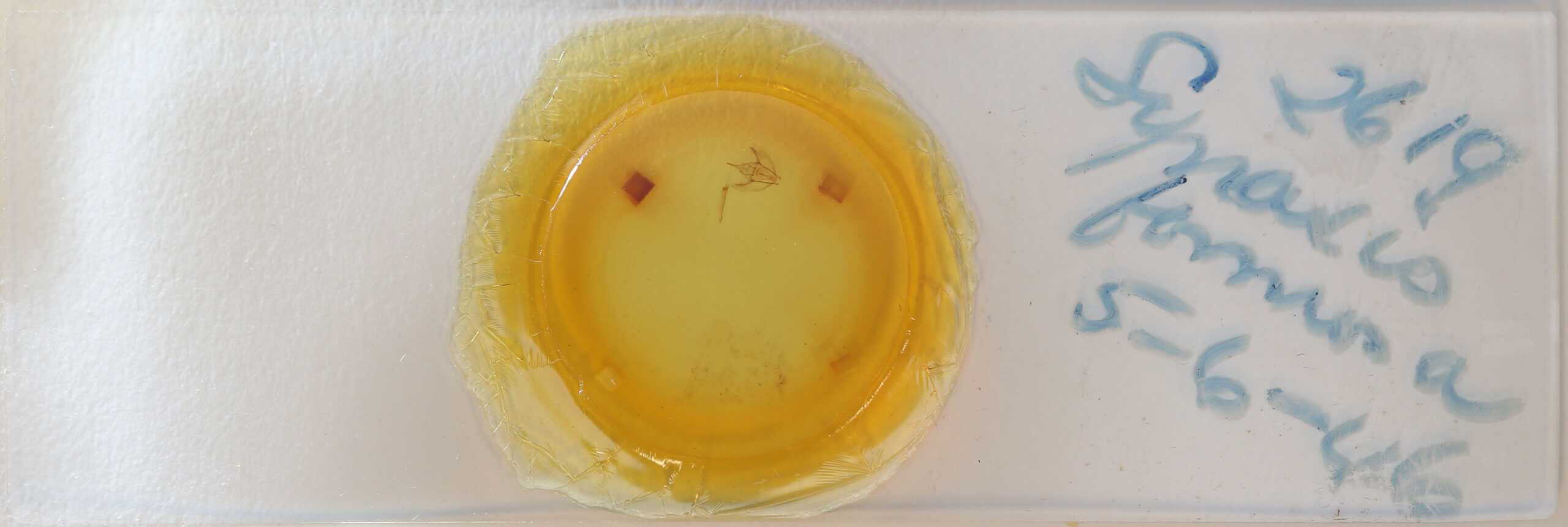 slide view of adult Tetracis formosa