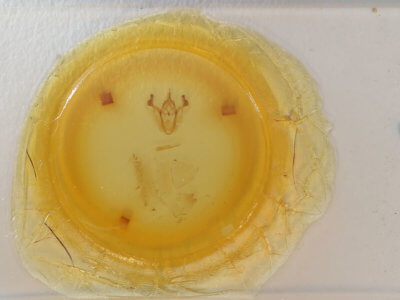 slide view of adult Pero