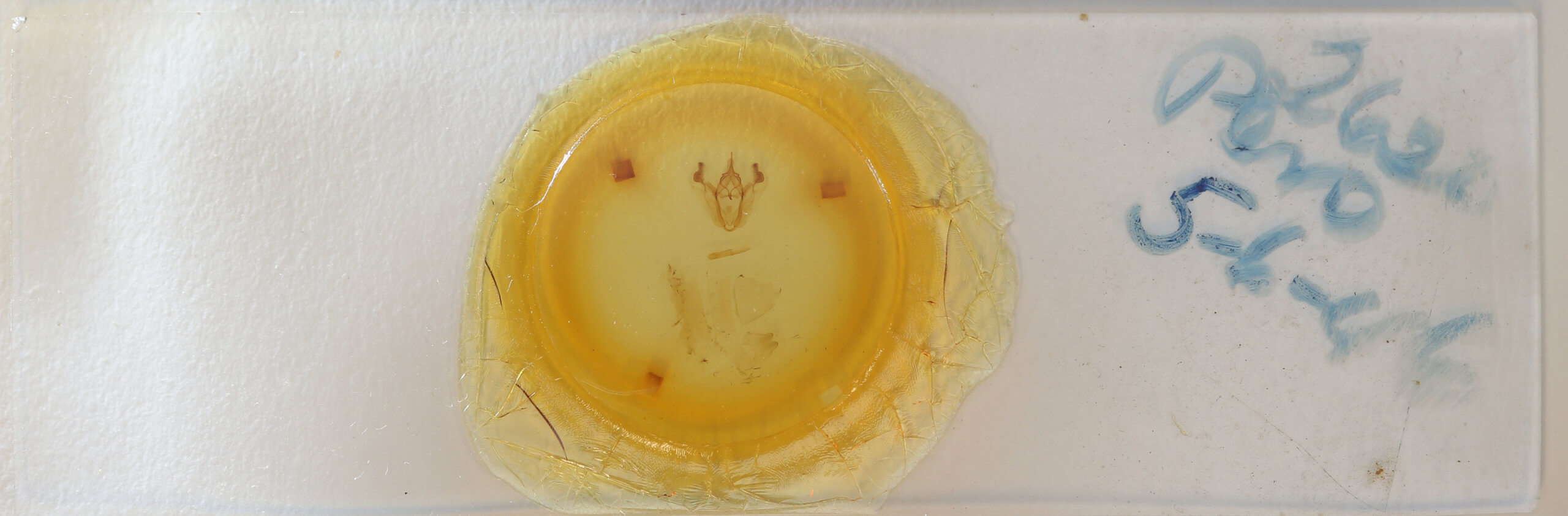 slide view of adult Pero