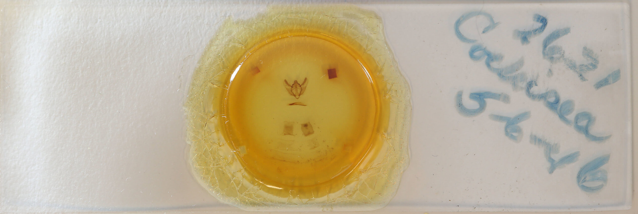 slide view of adult Cochisea