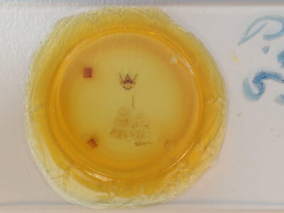 slide view of adult Plataea californiaria