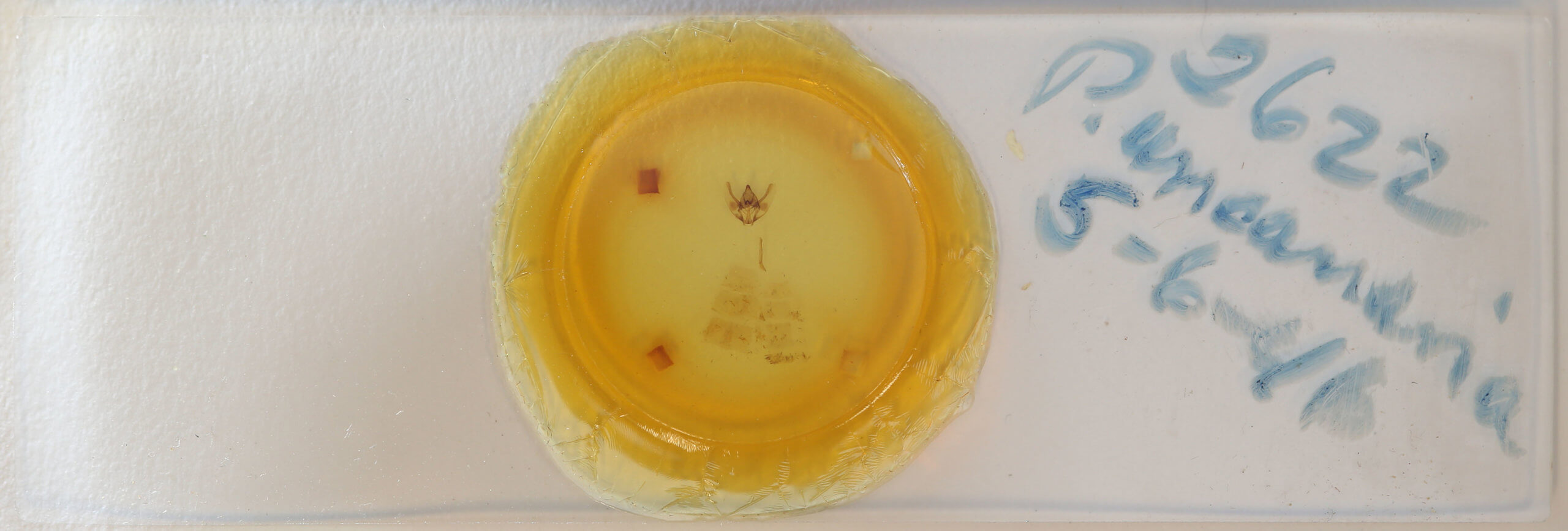 slide view of adult Plataea californiaria