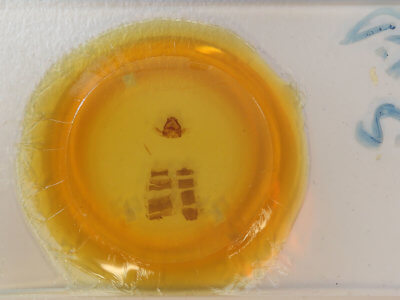 slide view of adult Plataea trilinearia