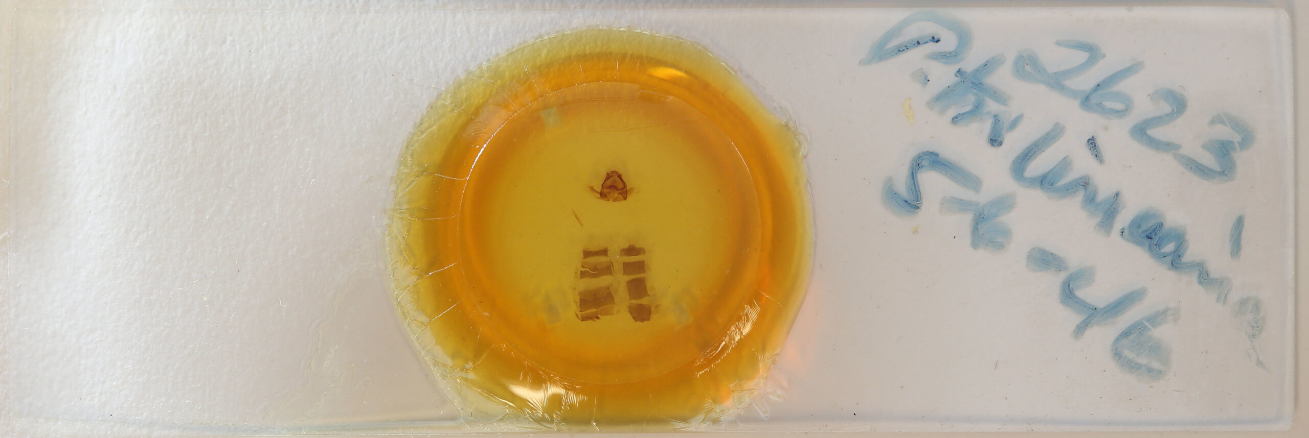 slide view of adult Plataea trilinearia