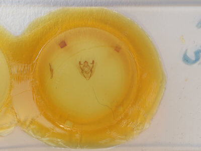 slide view of adult Sabulodes edwardsata