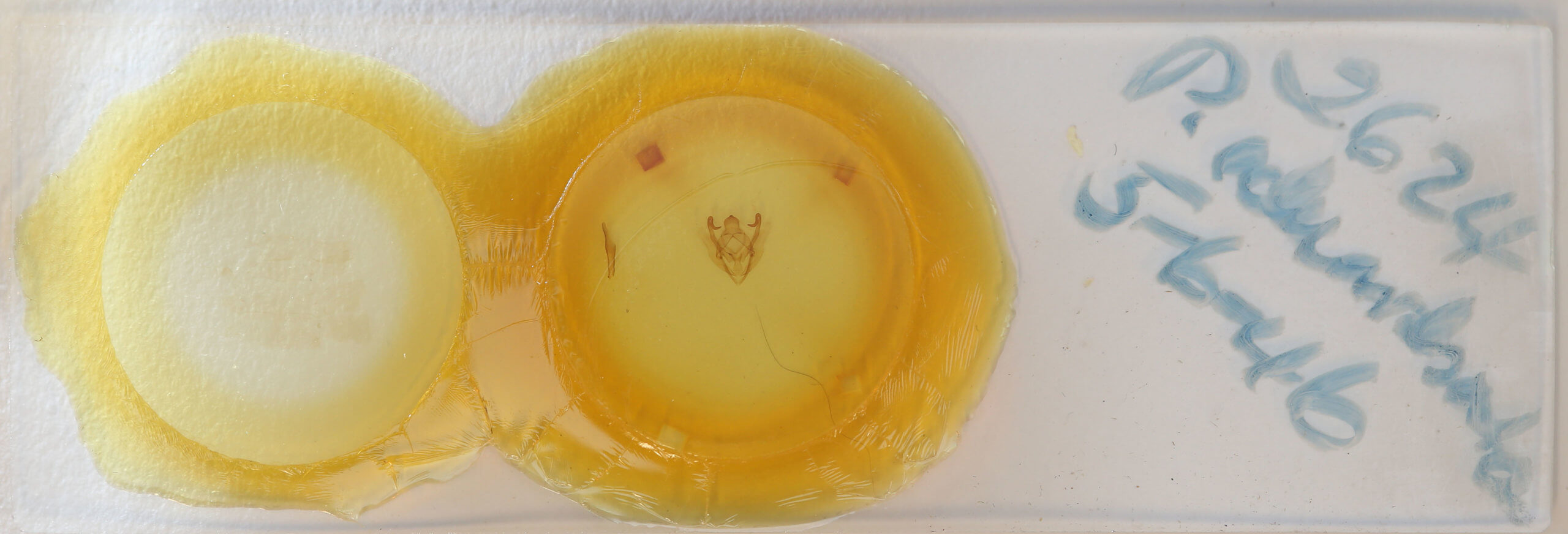 slide view of adult Sabulodes edwardsata