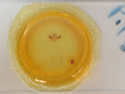 slide view of adult Pherne parallelia