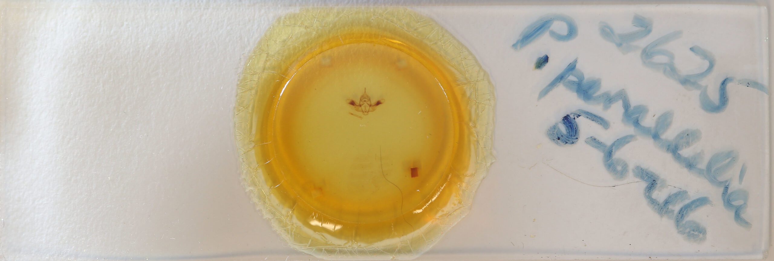 slide view of adult Pherne parallelia