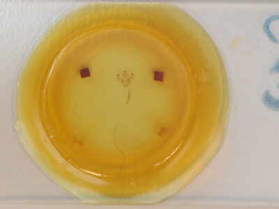 slide view of adult Enypia packardata