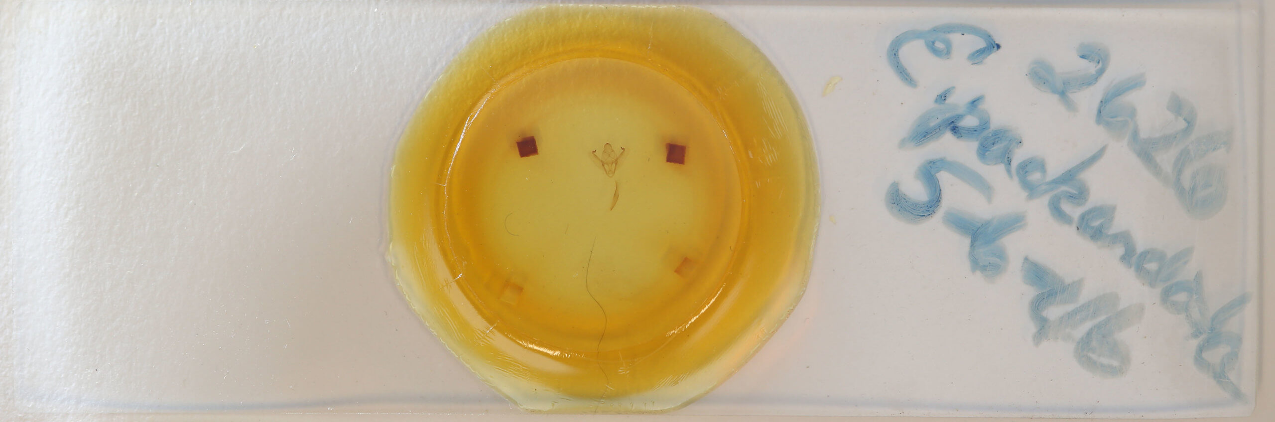 slide view of adult Enypia packardata