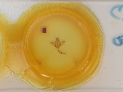 slide view of adult Enypia venata