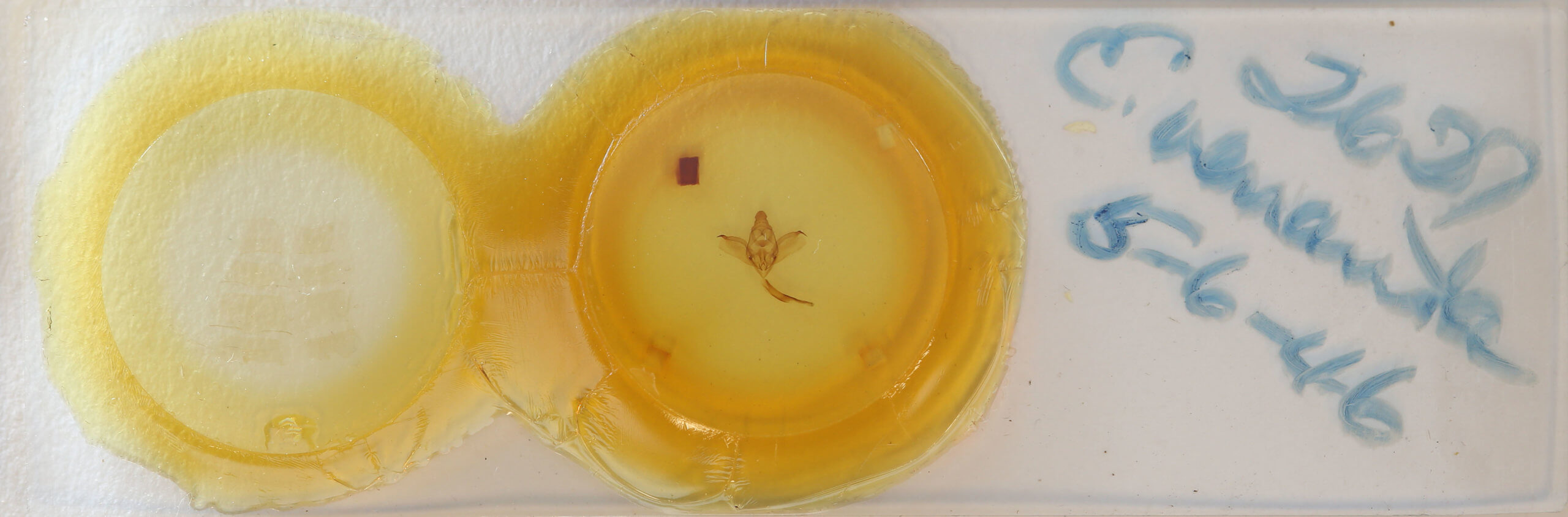 slide view of adult Enypia venata