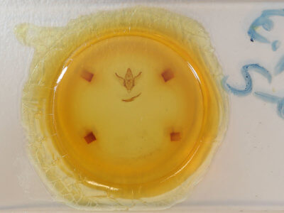 slide view of adult Enypia venata