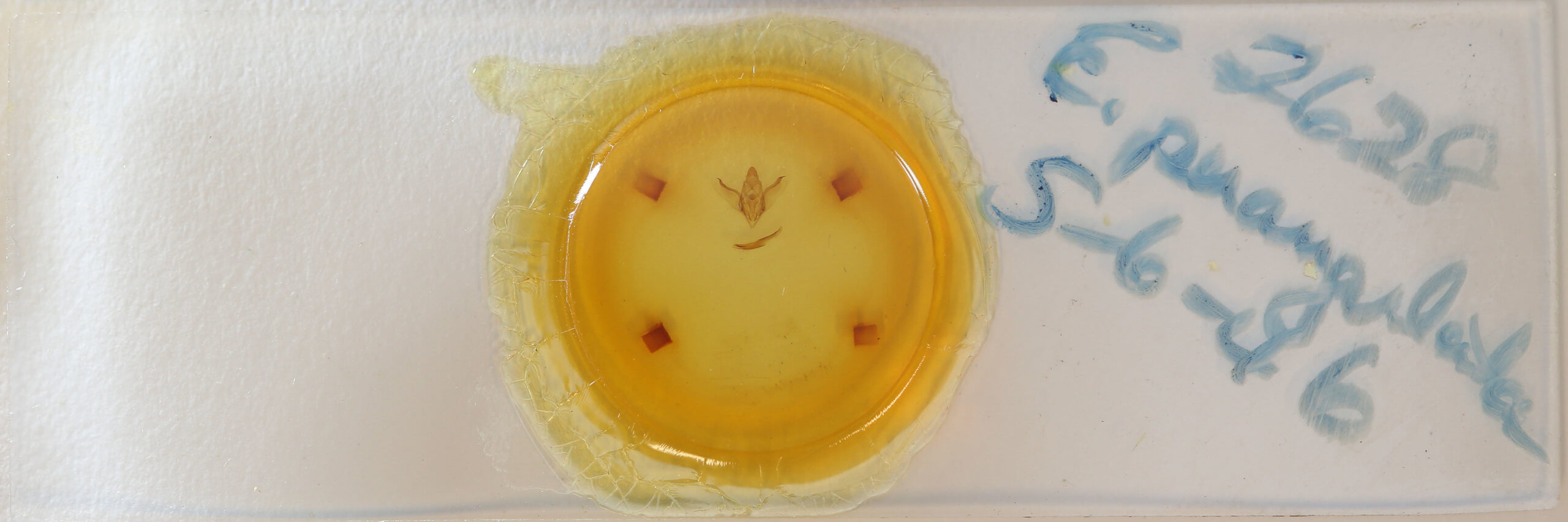 slide view of adult Enypia venata