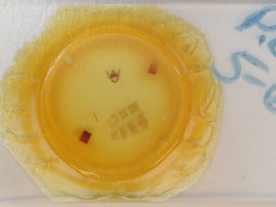 slide view of adult Plataea californiaria