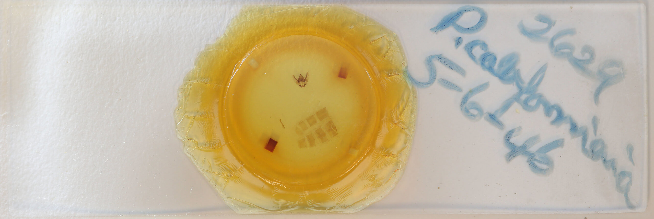 slide view of adult Plataea californiaria