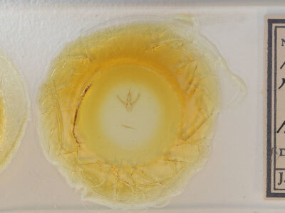 slide view of adult Nemoria rubrifrontaria