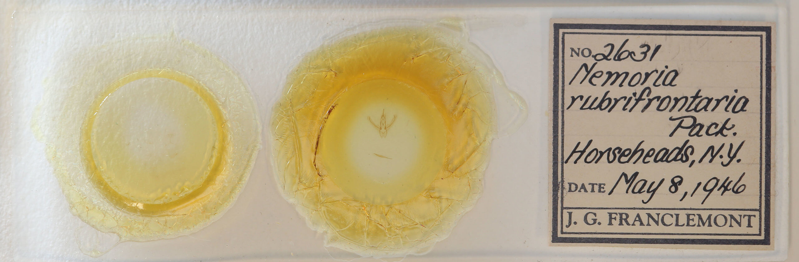 slide view of adult Nemoria rubrifrontaria