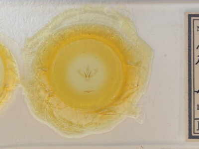 slide view of adult Nemoria mimosaria