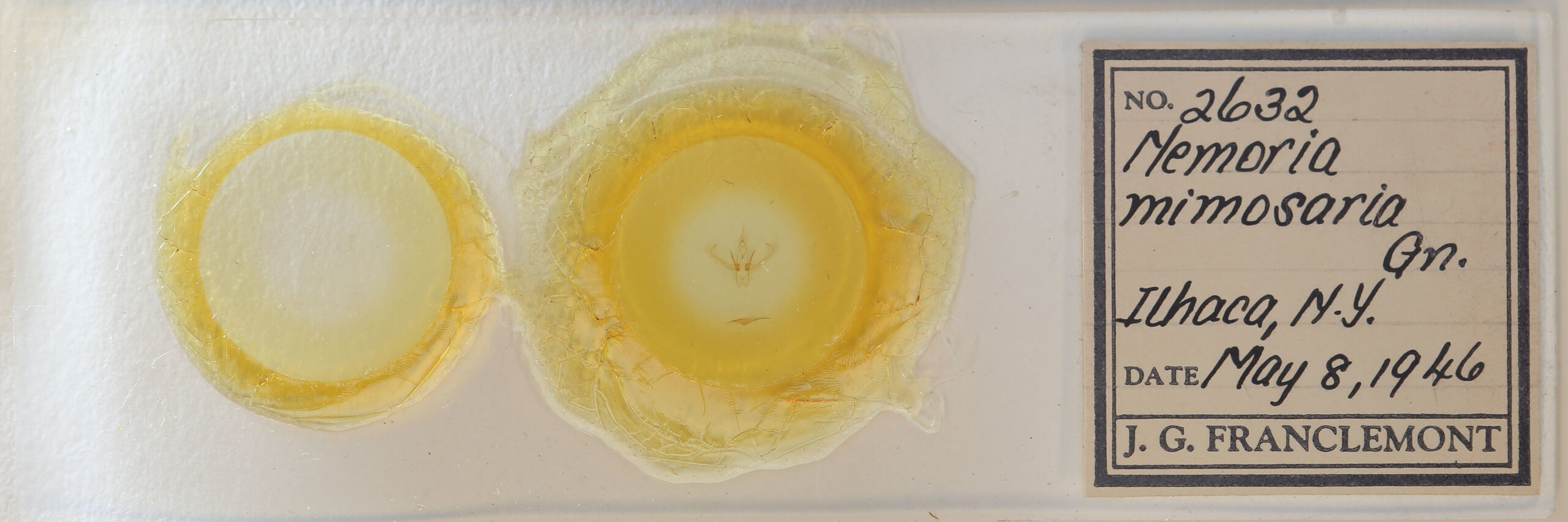 slide view of adult Nemoria mimosaria