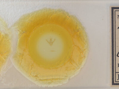 slide view of adult Nemoria bistriaria