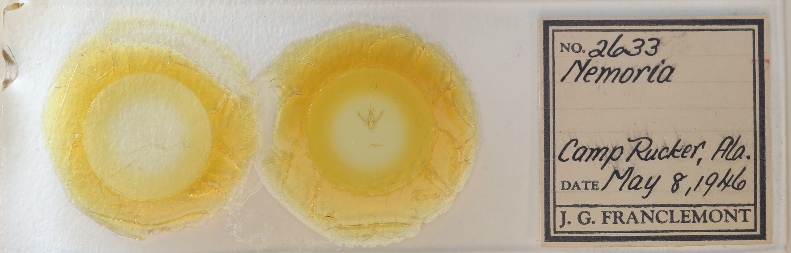 slide view of adult Nemoria bistriaria