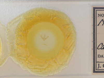 slide view of adult Nemoria saturiba