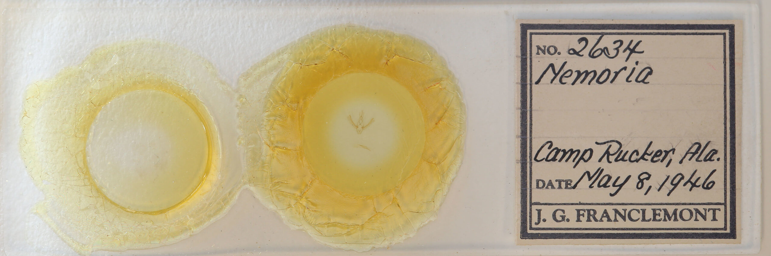 slide view of adult Nemoria saturiba