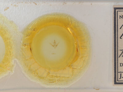 slide view of adult Nemoria lixaria