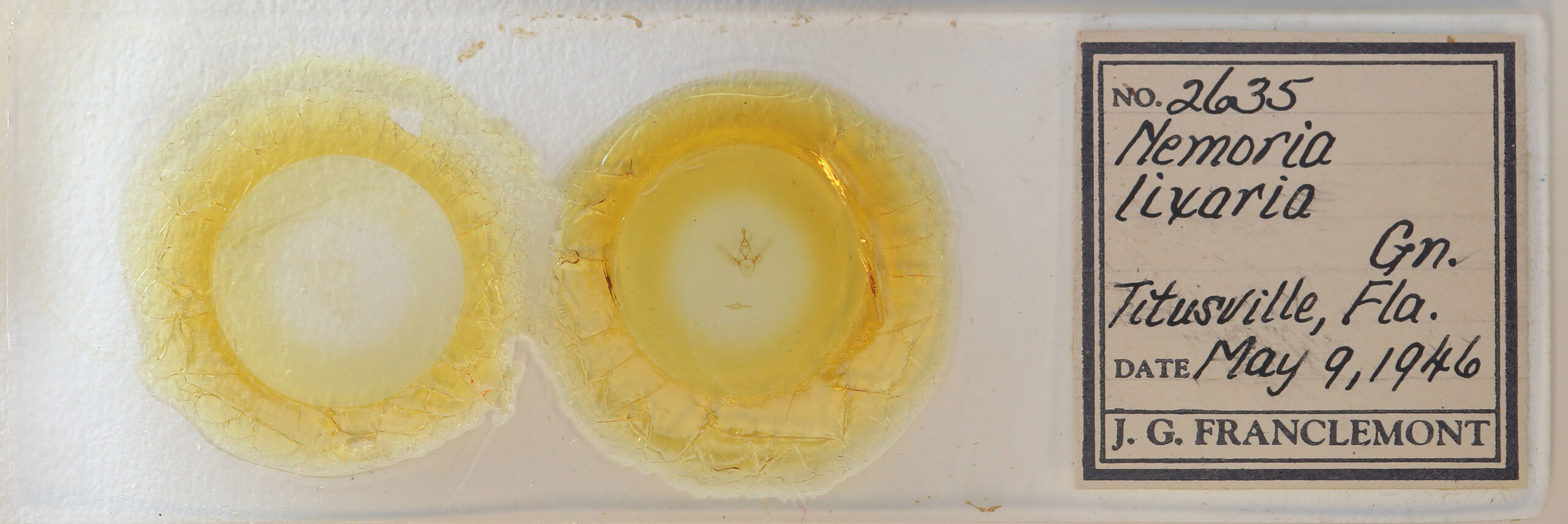 slide view of adult Nemoria lixaria