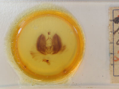 slide view of adult Chasmina