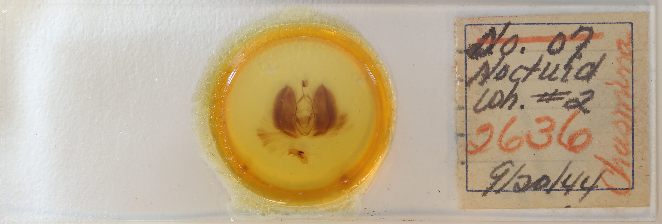 slide view of adult Chasmina