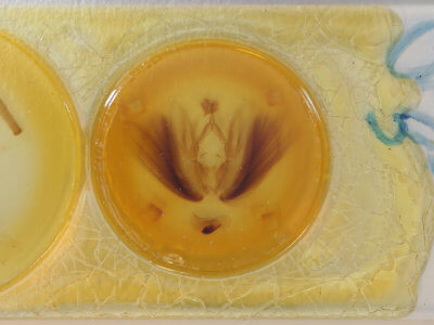 slide view of adult Chasmina