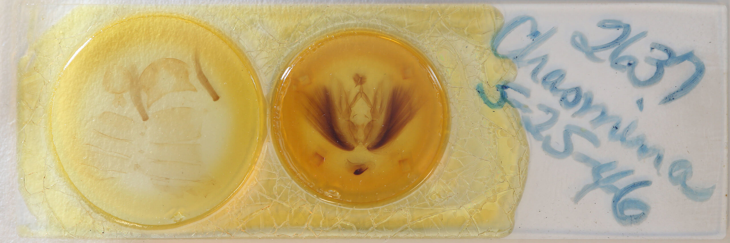 slide view of adult Chasmina