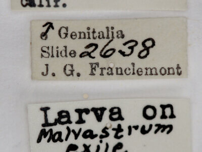 label view of adult Pseudalypia crotchii