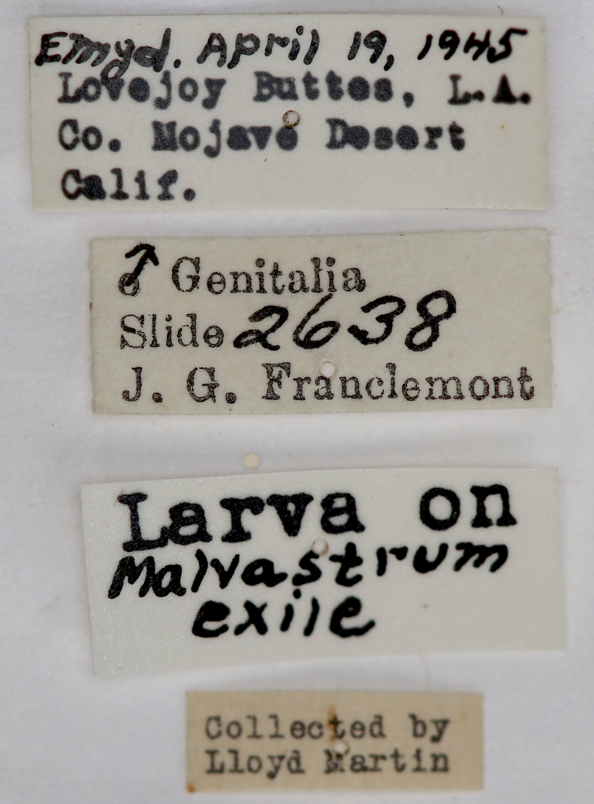 label view of adult Pseudalypia crotchii