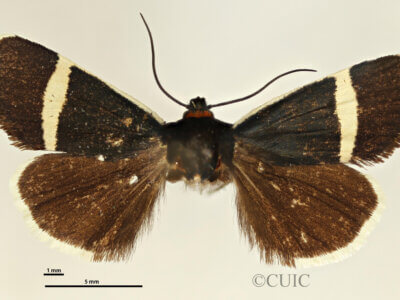 dorsal view of adult Pseudalypia crotchii