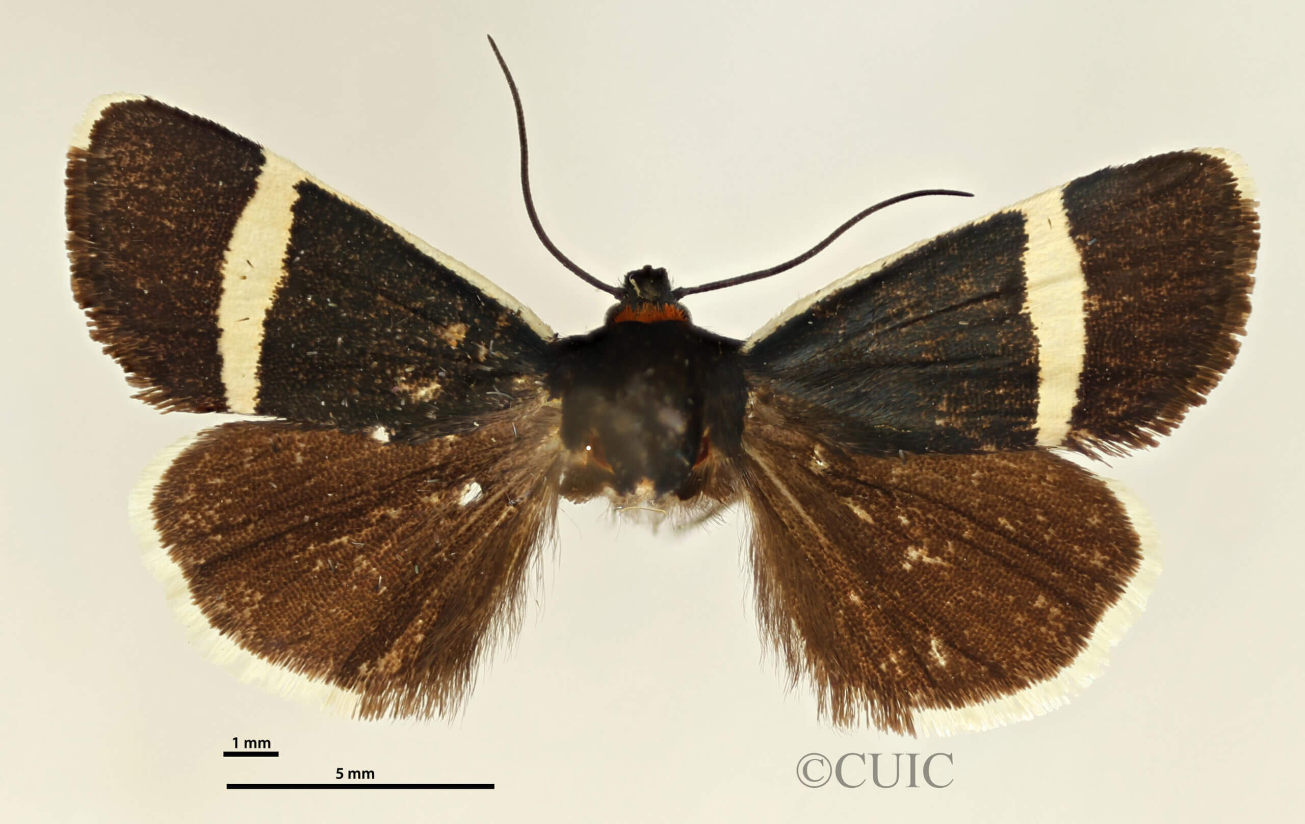 dorsal view of adult Pseudalypia crotchii