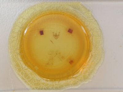 slide view of adult Neoalcis californiaria