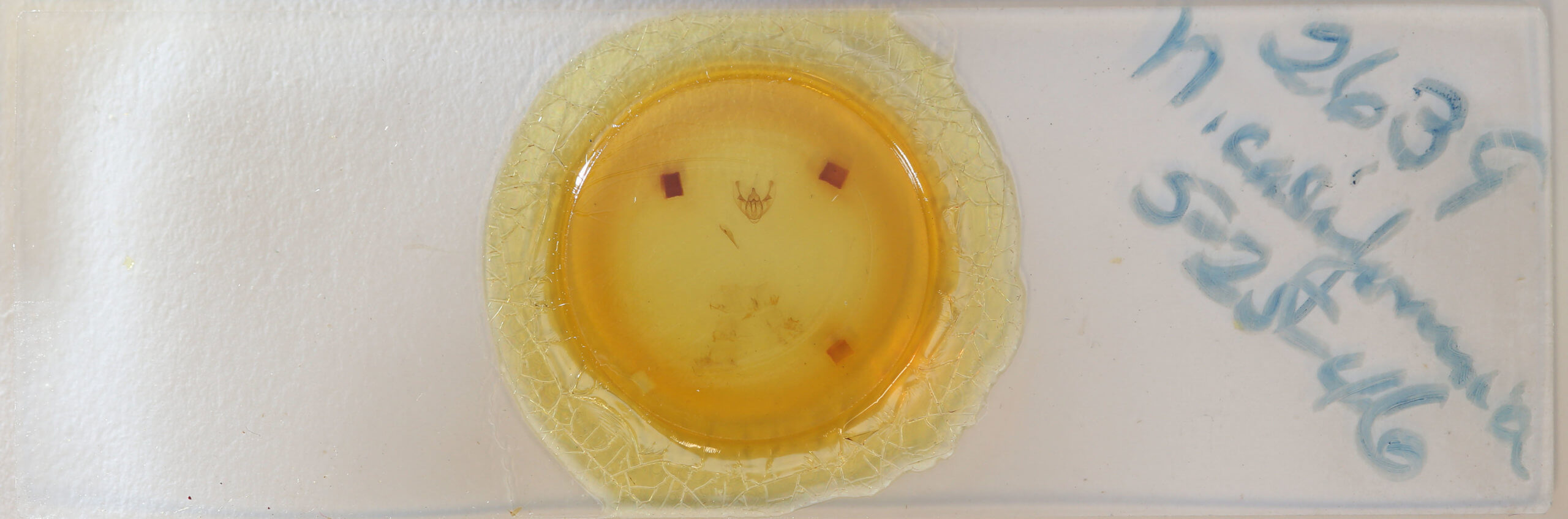 slide view of adult Neoalcis californiaria