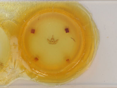 slide view of adult Nephodia sororcula