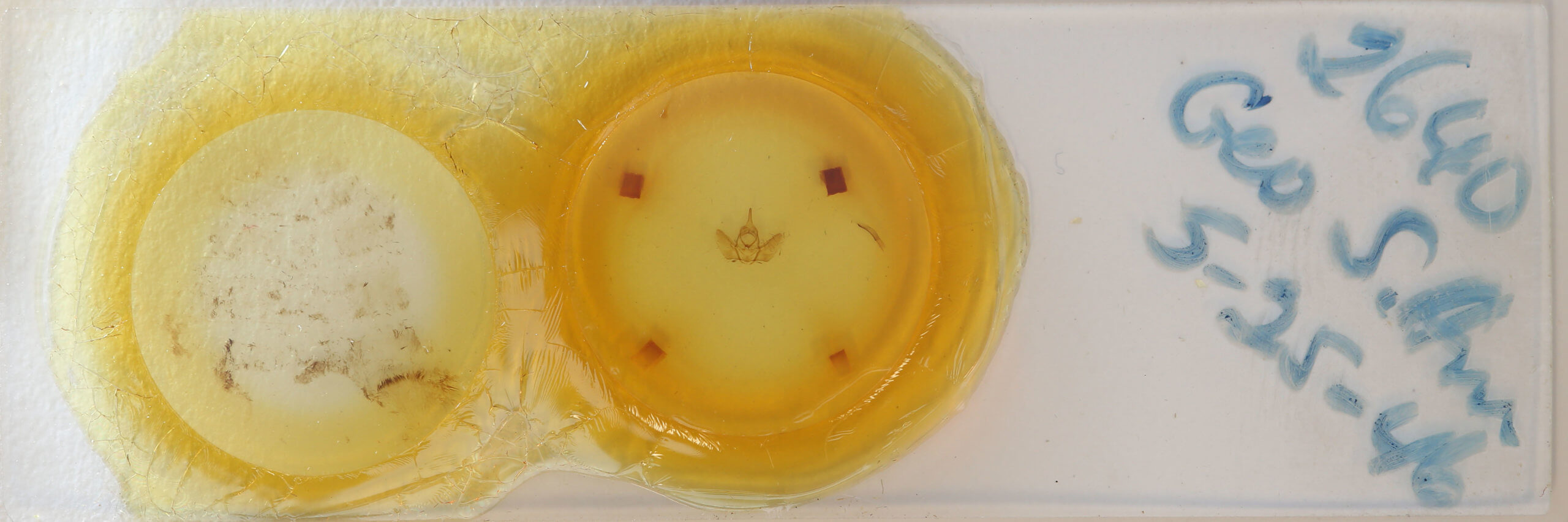 slide view of adult Nephodia sororcula