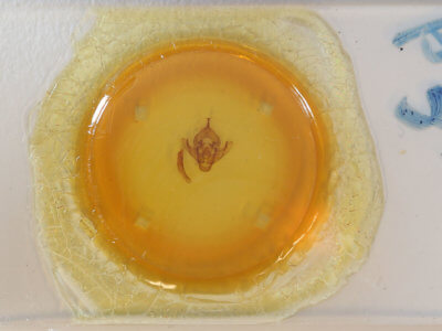 slide view of adult Bellura obliqua