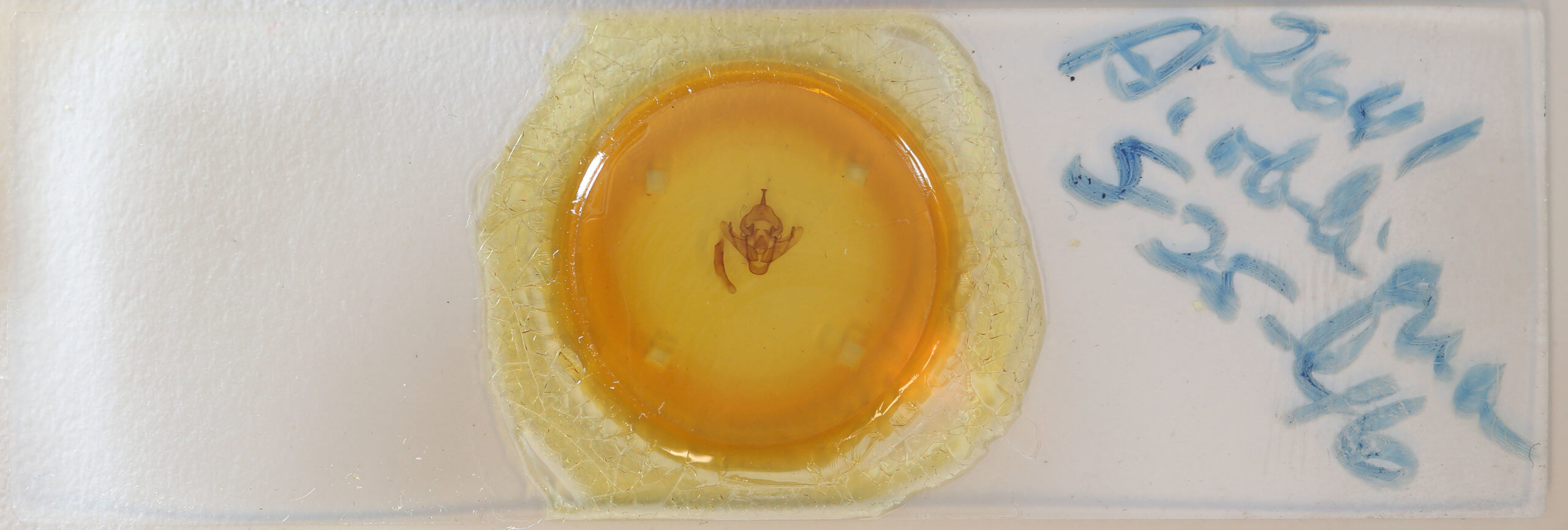 slide view of adult Bellura obliqua