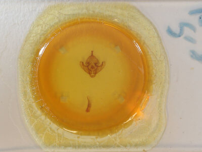 slide view of adult Bellura obliqua