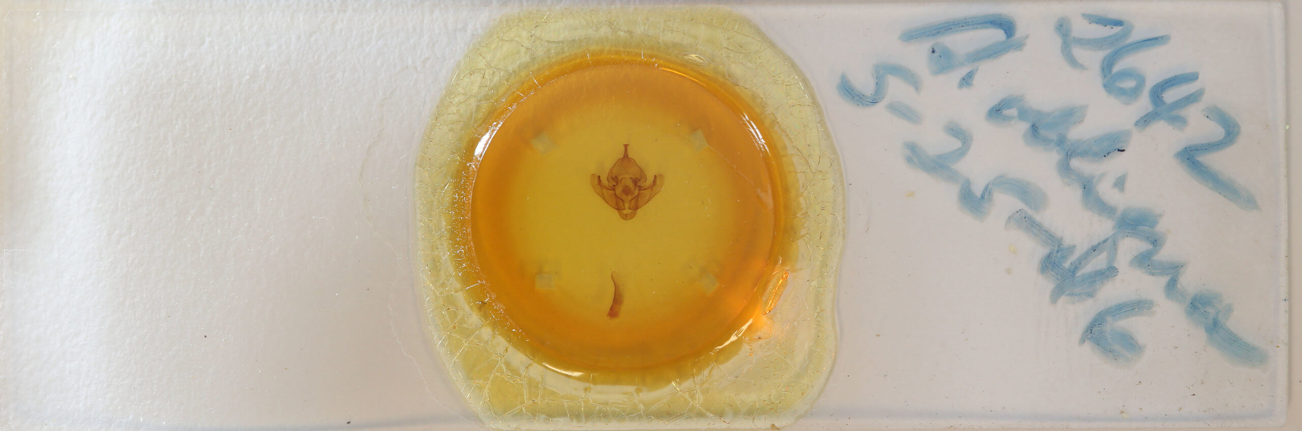 slide view of adult Bellura obliqua