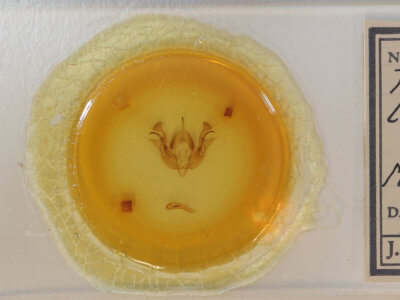 slide view of adult Morrisonia latex